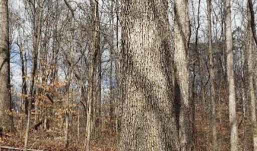Valuable white oak
