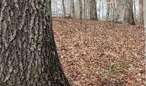 Mature red & white oaks