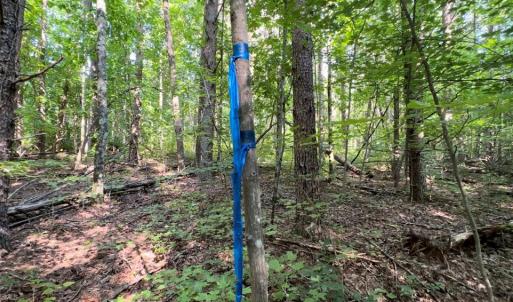 Photo #6 of TBD-1 Peter Mabe, Danbury, NC 10.0 acres