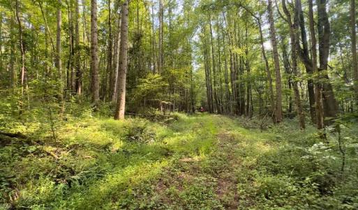 Photo #5 of TBD-1 Peter Mabe, Danbury, NC 10.0 acres