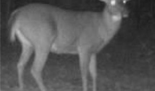 Photo #9 of TBD-1 Peter Mabe, Danbury, NC 10.0 acres