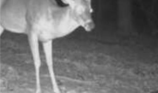 Photo #10 of TBD-1 Peter Mabe, Danbury, NC 10.0 acres