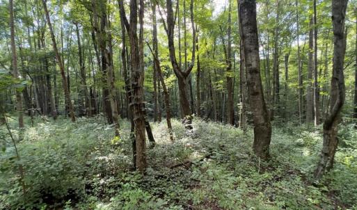 Photo #4 of TBD-1 Peter Mabe, Danbury, NC 10.0 acres