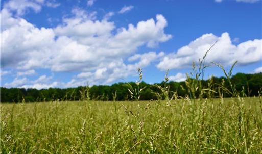 Photo #5 of 1240 Moschler, Gretna, VA 512.9 acres