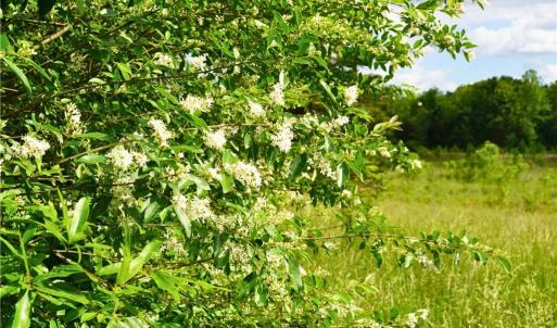 Photo #33 of 1240 Moschler, Gretna, VA 512.9 acres