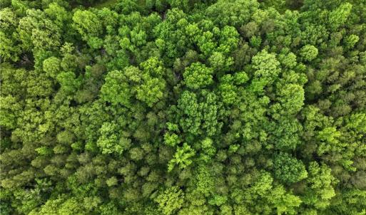 Photo #14 of 1240 Moschler, Gretna, VA 512.9 acres