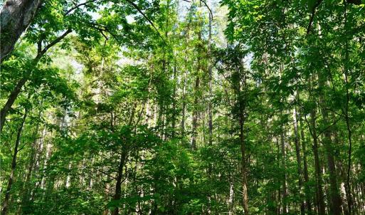 Photo #31 of 1240 Moschler, Gretna, VA 512.9 acres