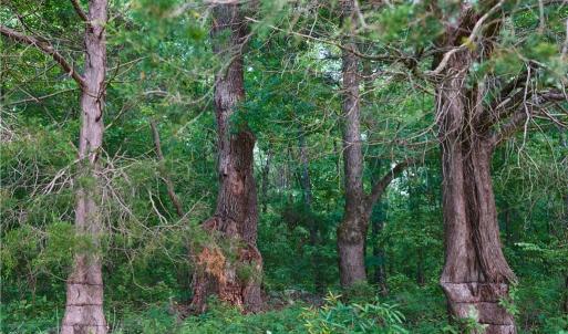 Photo #29 of 1240 Moschler, Gretna, VA 512.9 acres