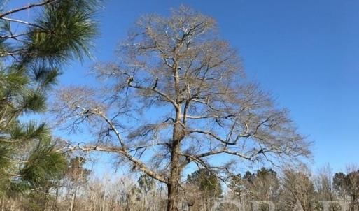 Photo #15 of Mallard Drive, Roper, NC