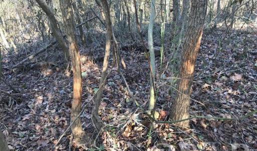 Photo #4 of Mallard Drive, Roper, NC
