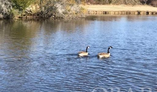 Photo #31 of Mallard Drive, Roper, NC