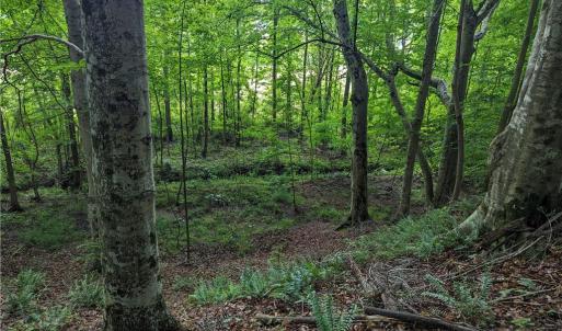 Photo #14 of Harper, Clemmons, NC 12.0 acres