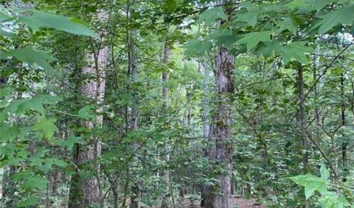 Gentle grade wooded lot