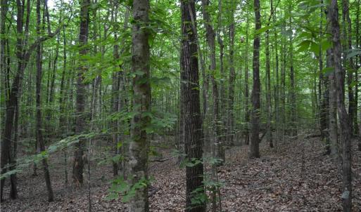Photo #3 of Aaron, Madison, NC 1.6 acres