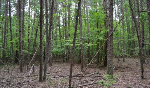 Photo #5 of Aaron, Madison, NC 1.6 acres