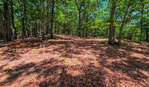 Photo #13 of 1228 Healing Springs, Denton, NC 1.6 acres