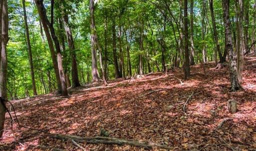 Photo #17 of 1228 Healing Springs, Denton, NC 1.6 acres