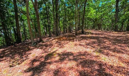 Photo #12 of 1228 Healing Springs, Denton, NC 1.6 acres