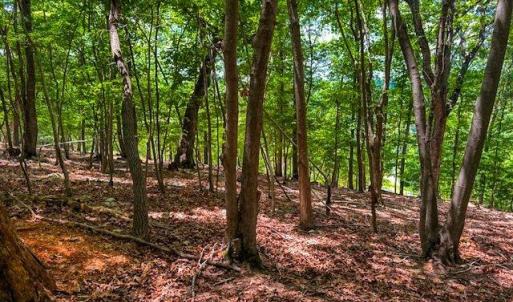 Photo #18 of 1228 Healing Springs, Denton, NC 1.6 acres