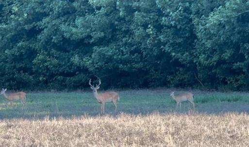 Photo #6 of Candy Creek, Reidsville, NC 110.6 acres