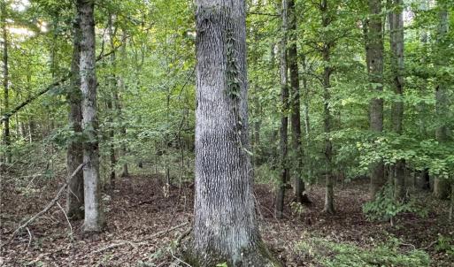 Photo #13 of Candy Creek, Reidsville, NC 110.6 acres