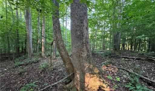 Photo #12 of Candy Creek, Reidsville, NC 110.6 acres