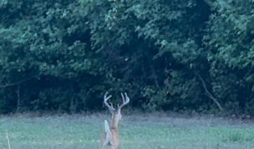 Photo #7 of Candy Creek, Reidsville, NC 110.6 acres