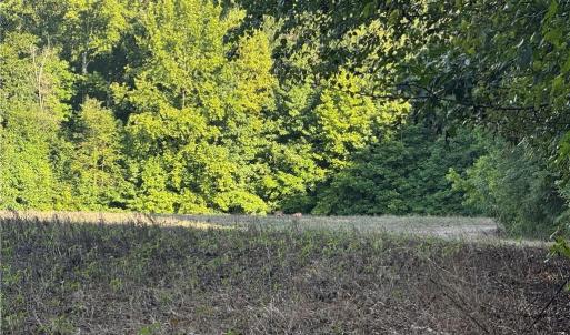 Photo #9 of Candy Creek, Reidsville, NC 110.6 acres