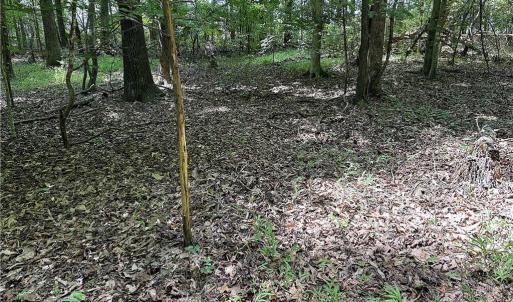 Photo #34 of Candy Creek, Reidsville, NC 110.6 acres