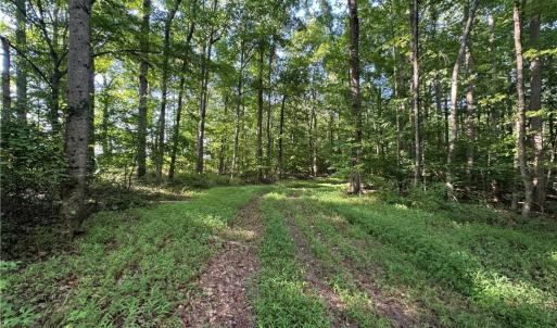 Photo #33 of Candy Creek, Reidsville, NC 110.6 acres