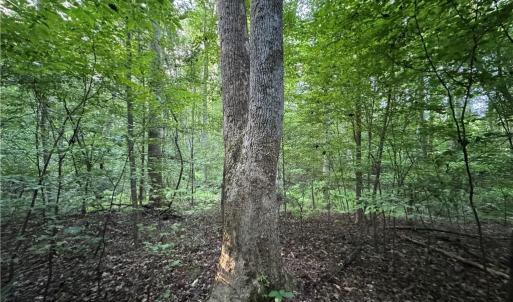 Photo #11 of Candy Creek, Reidsville, NC 110.6 acres