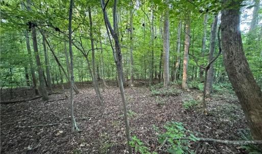 Photo #35 of Candy Creek, Reidsville, NC 110.6 acres