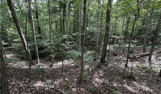 Photo #31 of Candy Creek, Reidsville, NC 110.6 acres