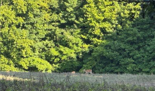 Photo #8 of Candy Creek, Reidsville, NC 110.6 acres