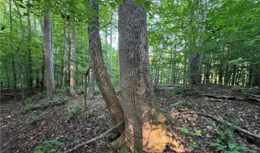 Photo #12 of Candy Creek, Reidsville, NC 110.6 acres