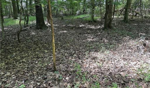 Photo #34 of Candy Creek, Reidsville, NC 110.6 acres