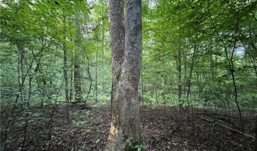 Photo #11 of Candy Creek, Reidsville, NC 110.6 acres