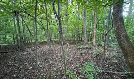 Photo #35 of Candy Creek, Reidsville, NC 110.6 acres