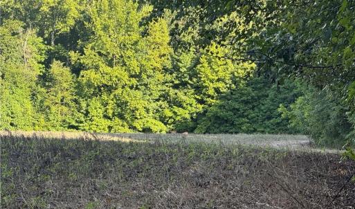 Photo #9 of Candy Creek, Reidsville, NC 110.6 acres