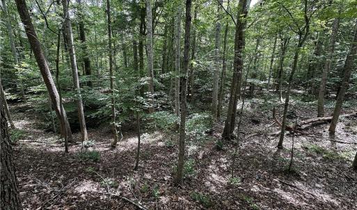 Photo #31 of Candy Creek, Reidsville, NC 110.6 acres