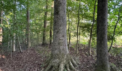 Photo #10 of Candy Creek, Reidsville, NC 110.6 acres