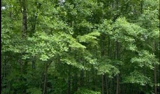 Photo #11 of 5421 Rambling, Greensboro, NC 5.0 acres