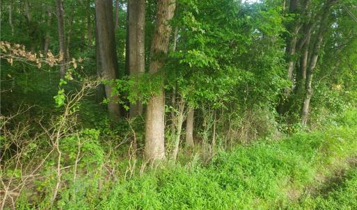 Photo #2 of NC Highway 705, Robbins, NC 1.5 acres