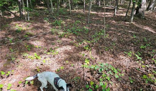 Shadow checking out soils
