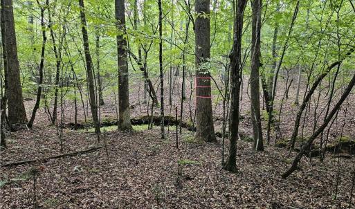 Open woods