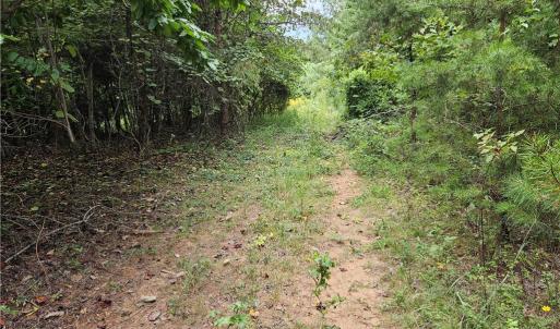 Old Road Bed