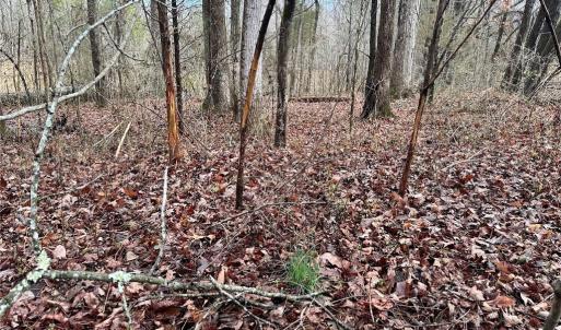Photo #7 of 6101 Burlington, Gibsonville, NC 45.4 acres