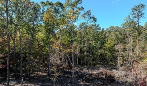 Photo #14 of Olivia Pope, Efland, NC 5.1 acres