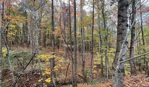 Photo #5 of +/- 17.06 Johnson, King, NC 17.1 acres