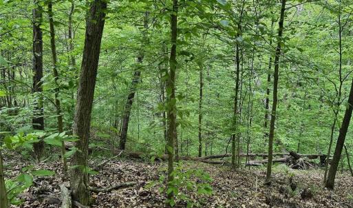 Photo #13 of Windchester, Blanch, NC 33.7 acres